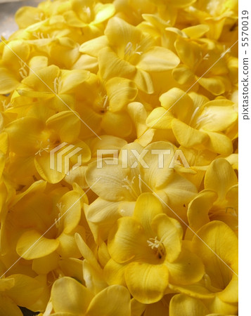 Freesia 5570019