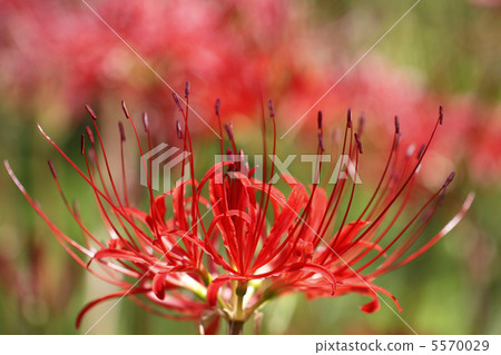 Cluster amaryllis 5570029