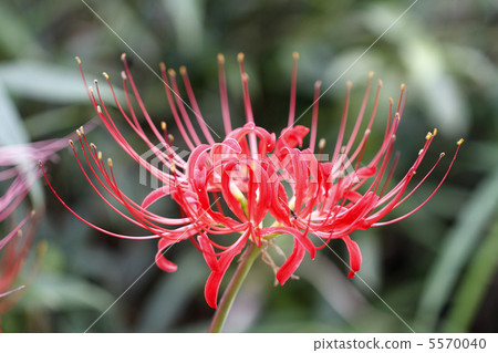 Cluster amaryllis Cluster amaryllis 5570040