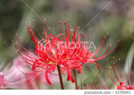 Cluster amaryllis Cluster amaryllis 5570041