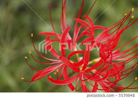 群集孤挺花 群集孤挺花 5570048