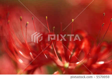 Cluster amaryllis 5570050