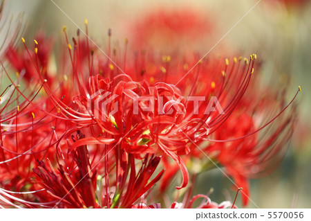 Cluster amaryllis Cluster amaryllis 5570056