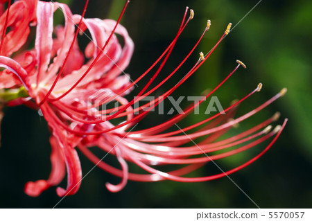 Cluster amaryllis 5570057