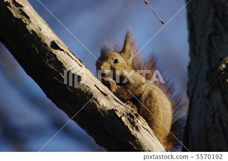 爬樹大師(Ezoris) 爬樹大師(Ezoris) 5570192