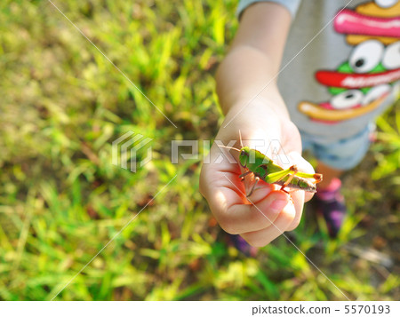 我抓到了一隻蚱蜢 5570193