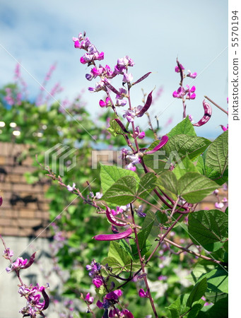 富士豆花和水果 富士豆花和水果 5570194