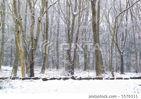 Snow scene of Hakone 5570311