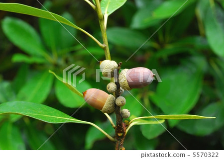 牛肝菌 牛肝菌 5570322