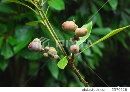 牛肝菌 牛肝菌 5570326