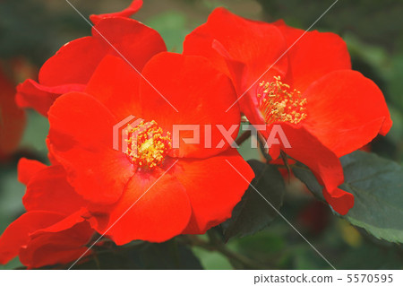 Rose Surabundo Rose Surabundo 5570595