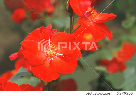Rose Surabundo Rose Surabundo 5570596