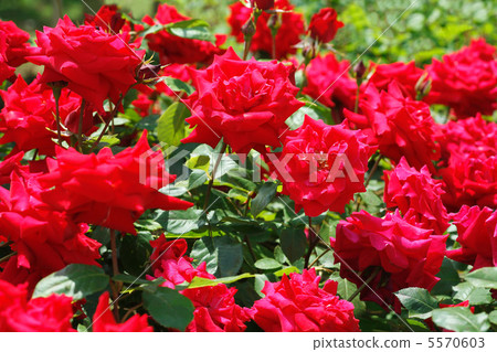 Rose Uncle Walter 5570603