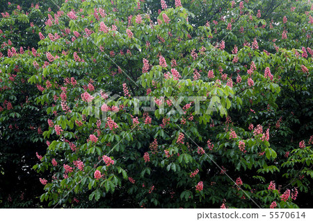 紅花栗子 5570614