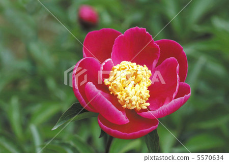 Pinkish peonies Pinkish peonies 5570634