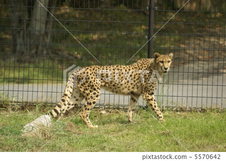 Cheetah Cheetah 5570642