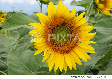 夏天花向日葵 5571015