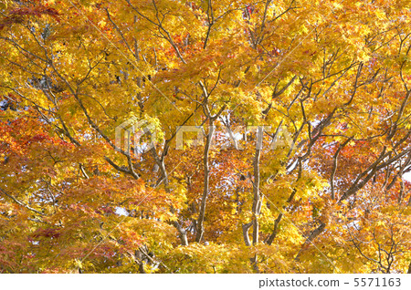 Autumn leaves Autumn leaves 5571163