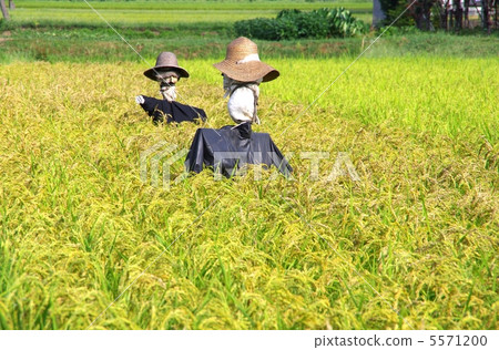 農村稻草人米領域稻草人 5571200