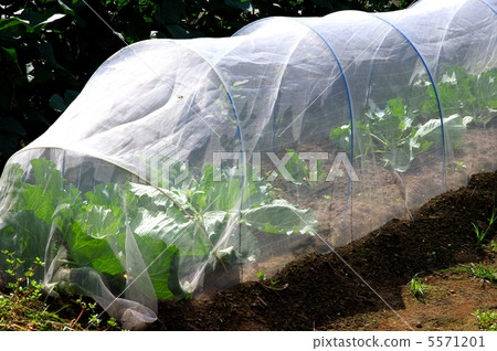 白菜種植無農藥白菜 白菜種植無農藥白菜 5571201