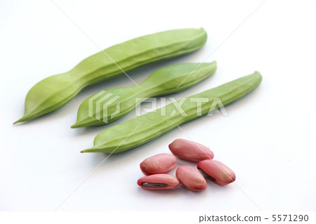白花種子和種子 白花種子和種子 5571290
