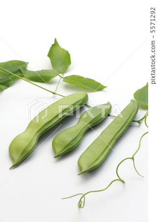 White flower beans White flower beans 5571292