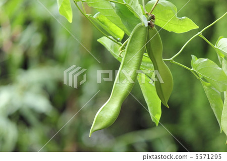 白花豆 白花豆 5571295
