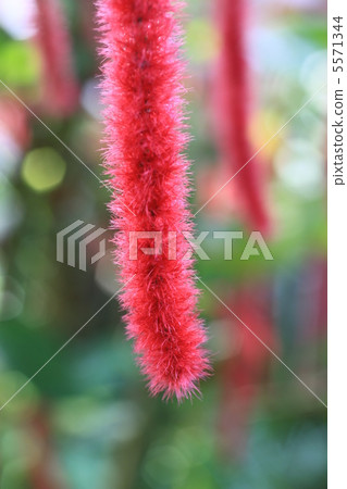 Benihimonoki 5571344