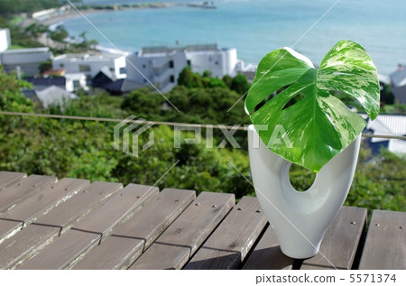 各種各樣的龜背竹和海岸 5571374