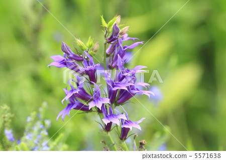 Veronica Long forio 5571638