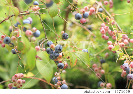 藍莓 5571669