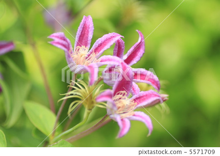 Pevert ProFusion Clematis 5571709