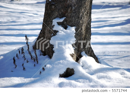 雪被堆積在樹的根部 5571744