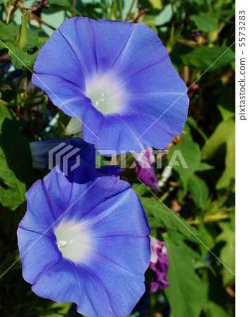 Morning glory flower language: affection Morning Glory Morning glory flower language: affection Morning Glory 5573283