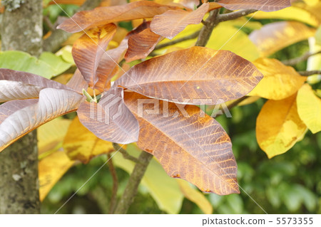 Hou's leaves Hou's leaves 5573355