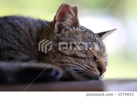 Cat falling asleep 5574055
