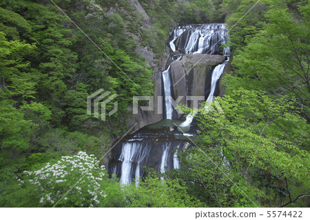 Fukuroda Falls May When Golden Week Refreshing fresh green and white flow The focus core is accurately located in the waterfall and has a lot of water 5574422