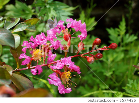 Indian Lilac (Pink) and Buddhist cloth (Saruberry: pink color) and butterfly flower language: 5574456