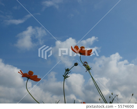  Kivanacosmos 5574600