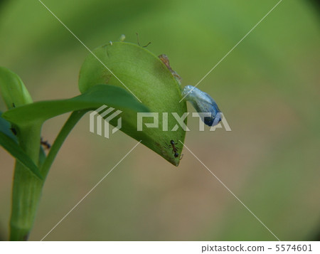 Grass and ants 5574601