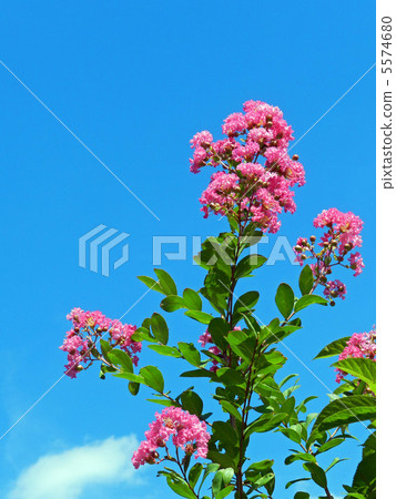 縐my(紫薇) 縐my(紫薇) 5574680