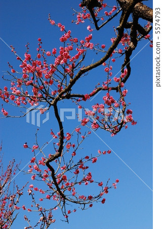 plum plum 5574793