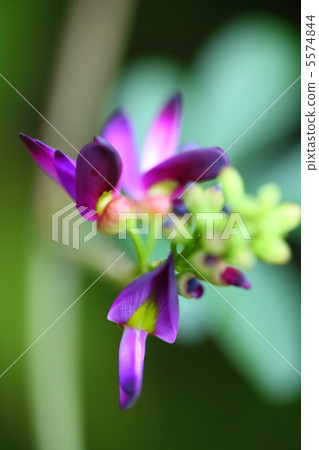 Sakkoufuji Sakkoufuji 5574844