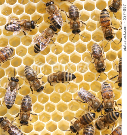 honey comb and a bees working 5574897