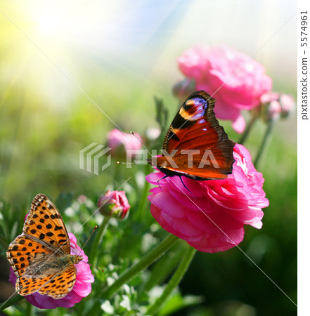 butterflies on flowers 5574961