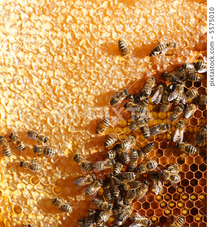 honey comb and a bees working 5575010