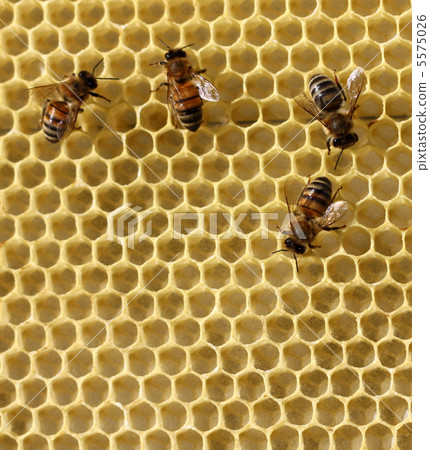 bees 5575026