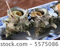 海螺 5575086