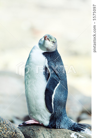 Yellow-eyed Penguin Yellow-eyed Penguin 5575097