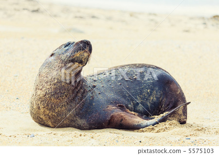 Sea lion 5575103